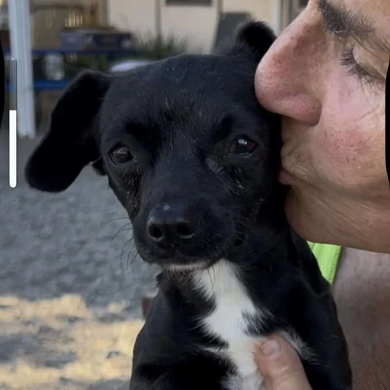 A young small-sized male Chihuahua dog named Tiny Tim for adoption in Woodland, CA