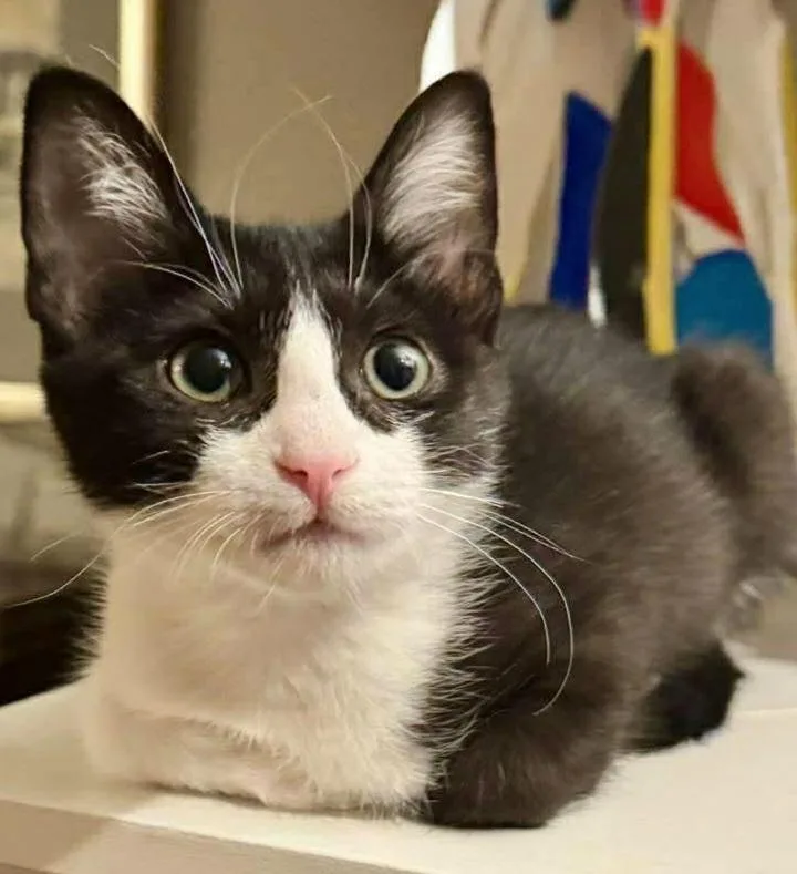 A baby small-sized female Black & White / Tuxedo Domestic Short Hair cat named Chess  Explorer Of for adoption in Chicago, IL
