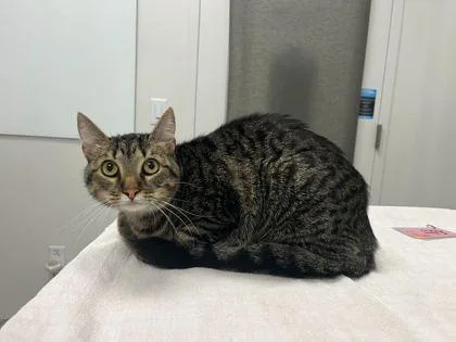 An adult large-sized male Brown / Chocolate Domestic Short Hair cat named Cosmic Coaster for adoption in Kansas City, MO
