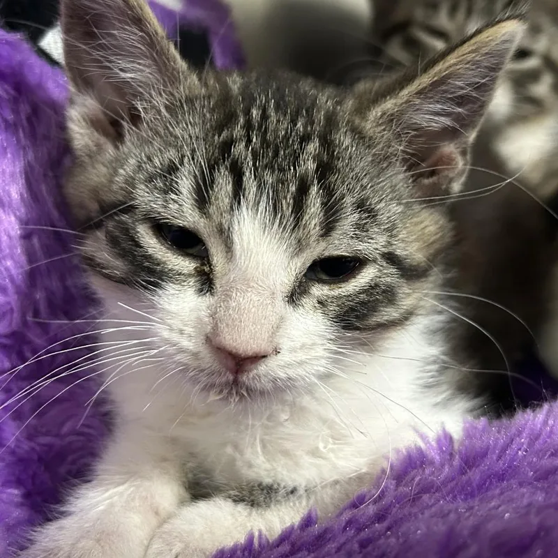 A baby small-sized male Brown / Chocolate Domestic Short Hair cat named Orangutan for adoption in Taos, NM