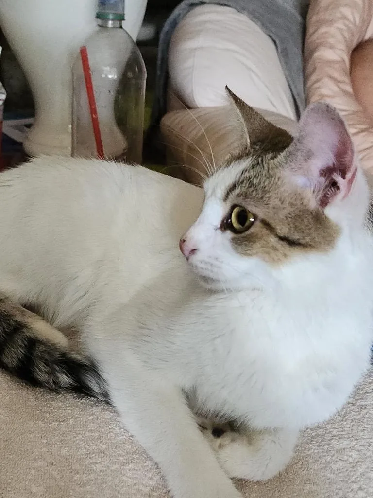 A baby medium-sized female Domestic Short Hair cat named Tamara for adoption in Hot Springs, AR