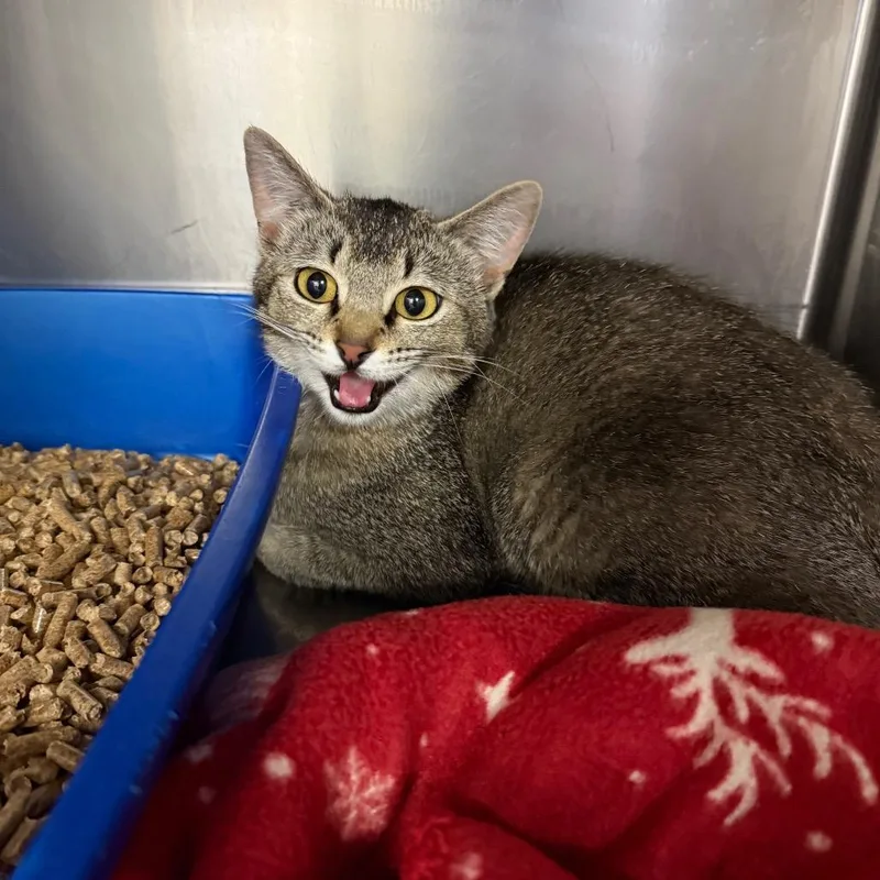 A young medium-sized female Brown / Chocolate Domestic Short Hair cat named Ammon Hazel for adoption in Idaho Falls, ID