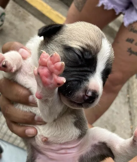 A baby medium-sized female Mixed Breed dog named Scott for adoption in Dallas, TX