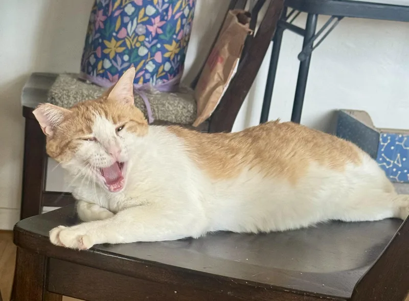 A young large-sized male Orange & White American Shorthair cat named Buster for adoption in Mission Viejo, CA
