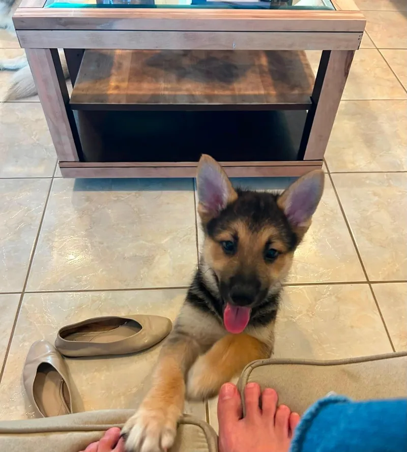 A baby large-sized male Tricolor (Brown, Black, & White) German Shepherd Dog dog named Loki for adoption in Brownsville, TX