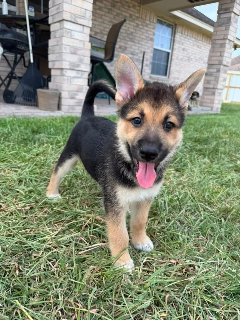 Loki thumbnail 3