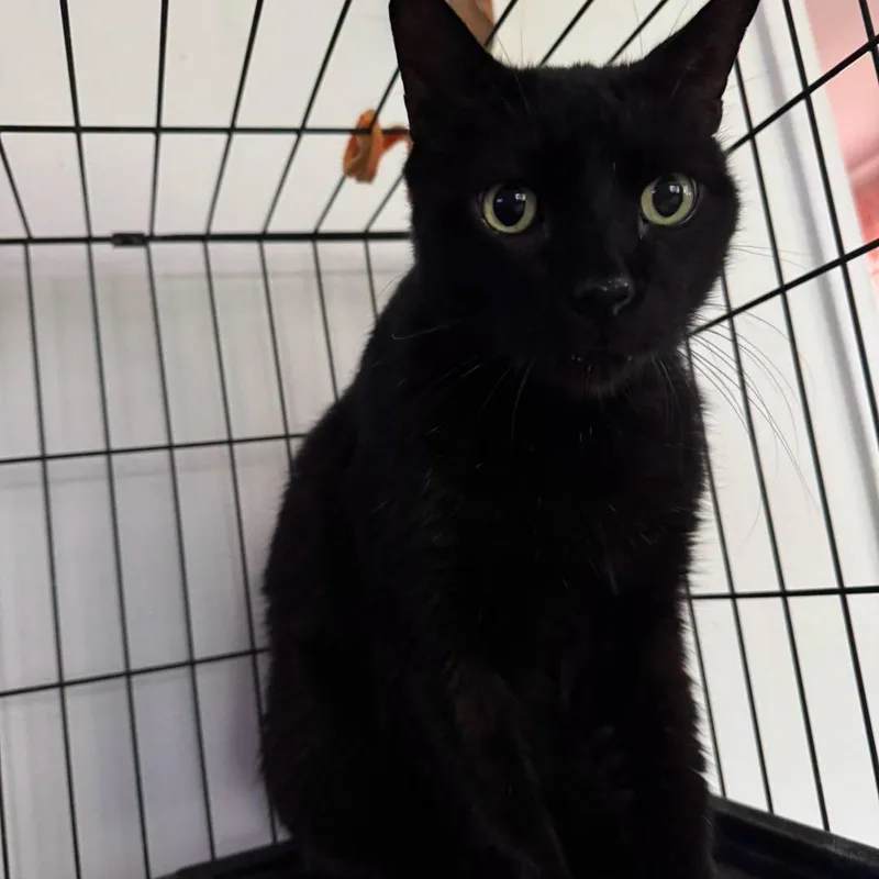 An adult large-sized male Black Domestic Short Hair cat named Santana for adoption in largo, FL