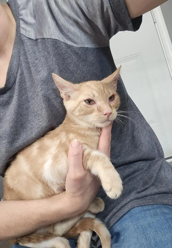 A young medium-sized male Orange & White Domestic Short Hair cat named Merv for adoption in Dickson, TN