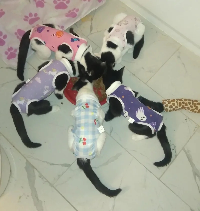 Jumper Hoopes thumbnail 2