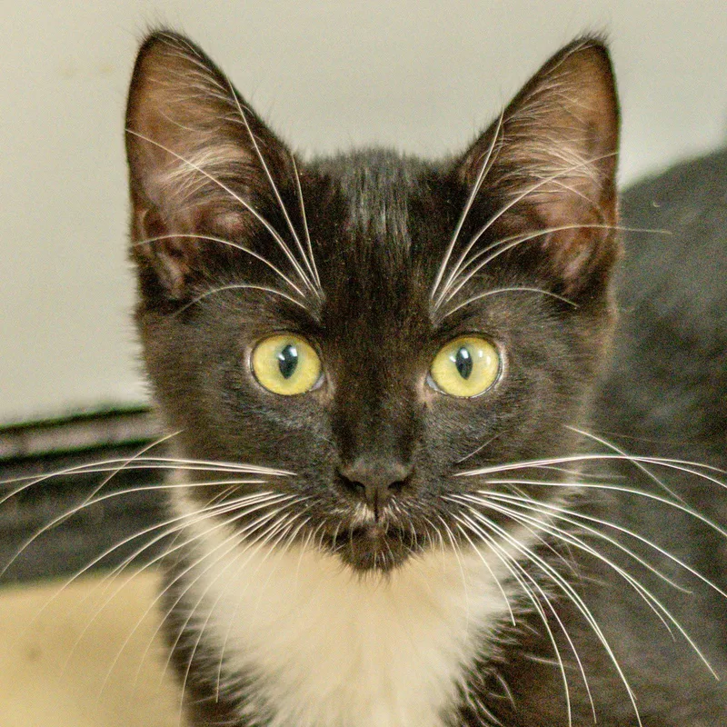 A baby medium-sized female Black & White / Tuxedo Domestic Short Hair cat named Whitney for adoption in Hilton Head Island, SC