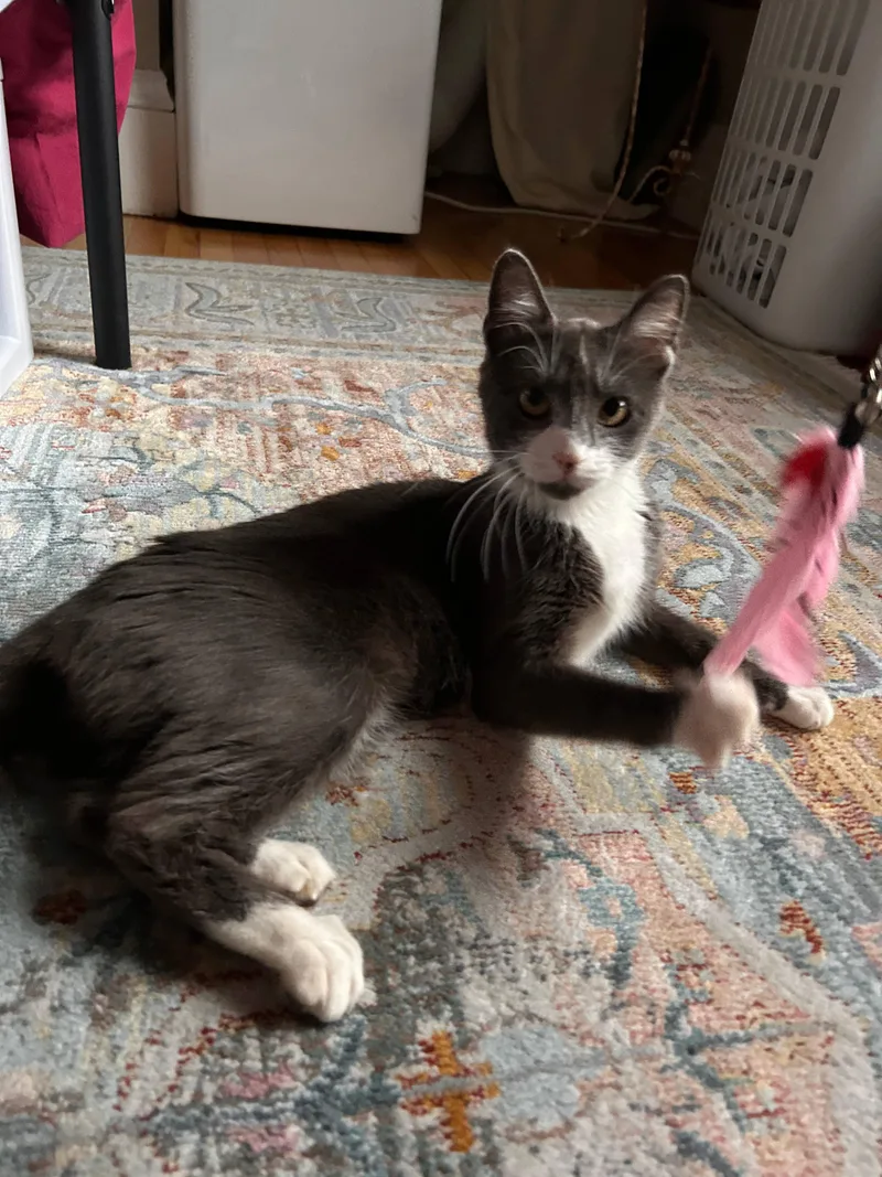 A young medium-sized female Domestic Short Hair cat named Pomegranate for adoption in Melrose, MA