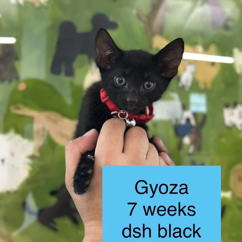 A baby small-sized male Domestic Short Hair cat named Gyoza for adoption in Tampa, FL