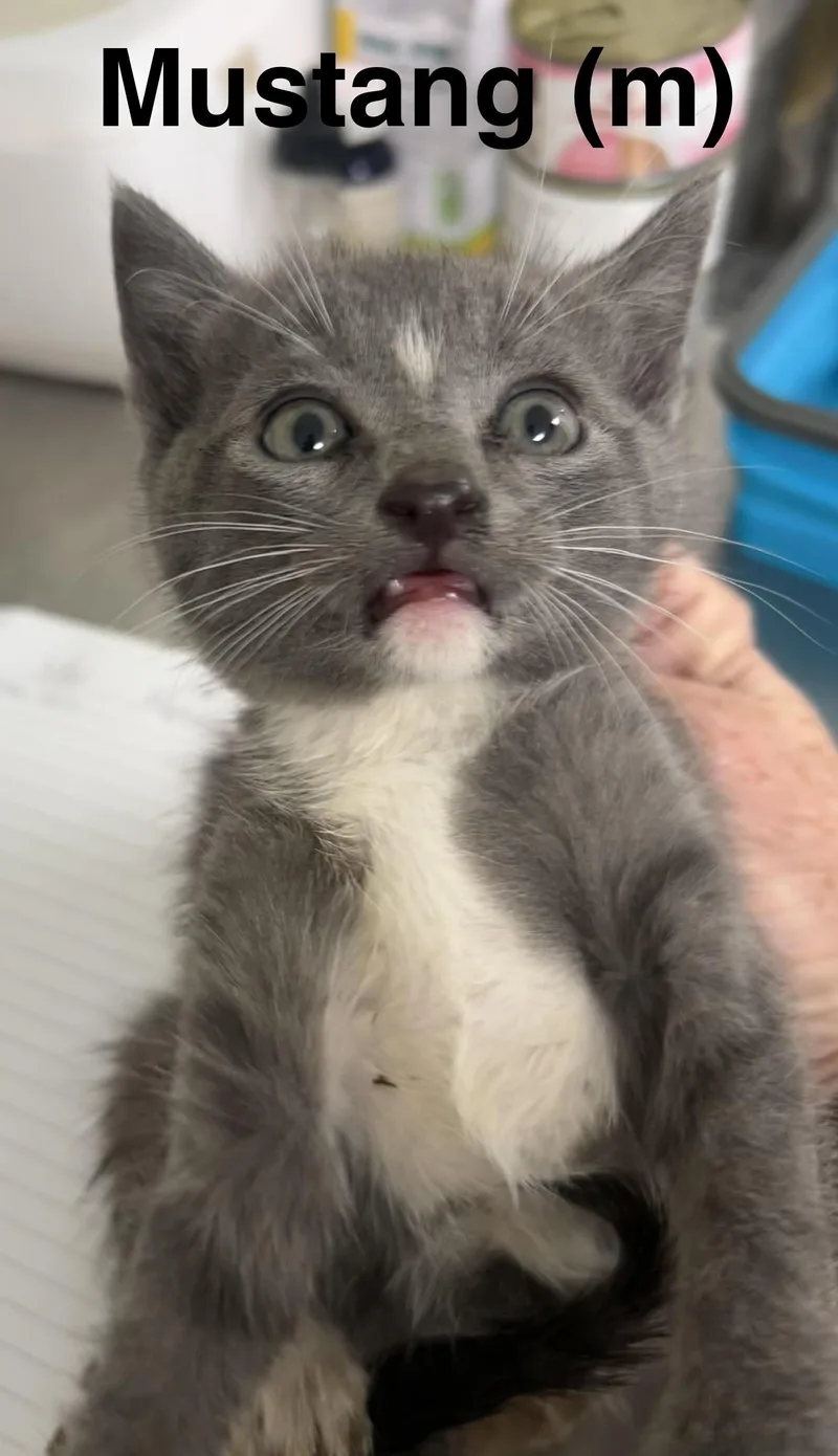 A baby medium-sized male Gray / Blue / Silver Domestic Short Hair cat named Mustang for adoption in Saugerties, NY