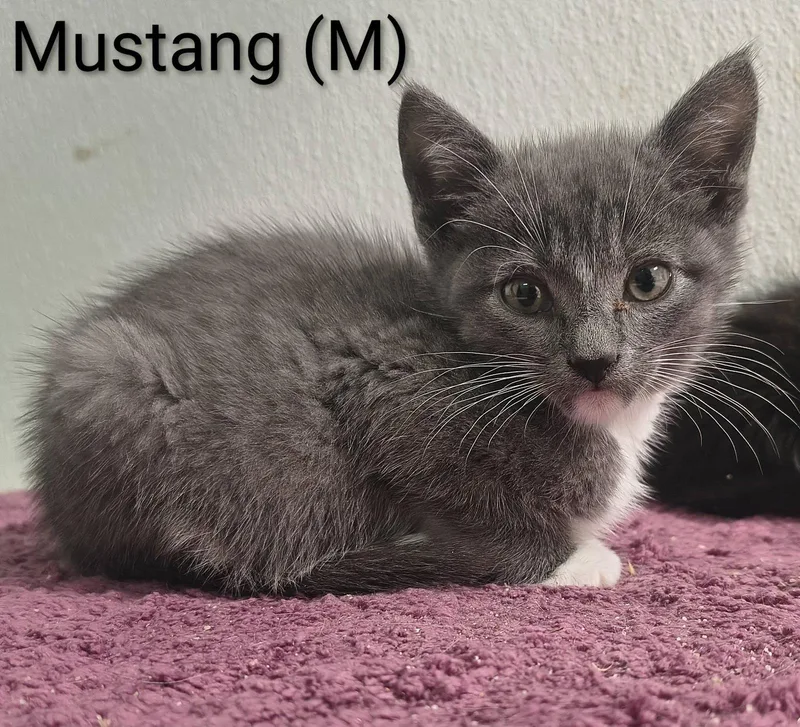 Mustang thumbnail 2