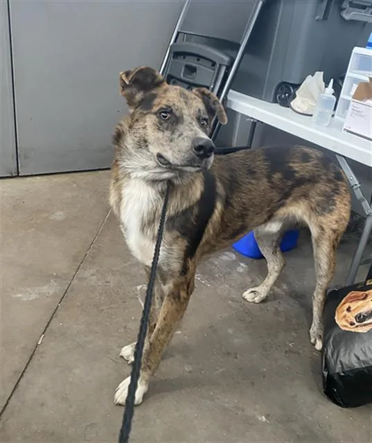 A young large-sized male Mixed Breed dog named Shadow for adoption in Dallas, TX