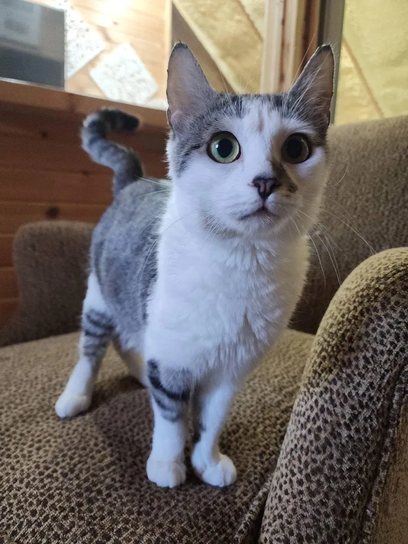 A young small-sized female White Domestic Short Hair cat named Princess G for adoption in South Lyon, MI