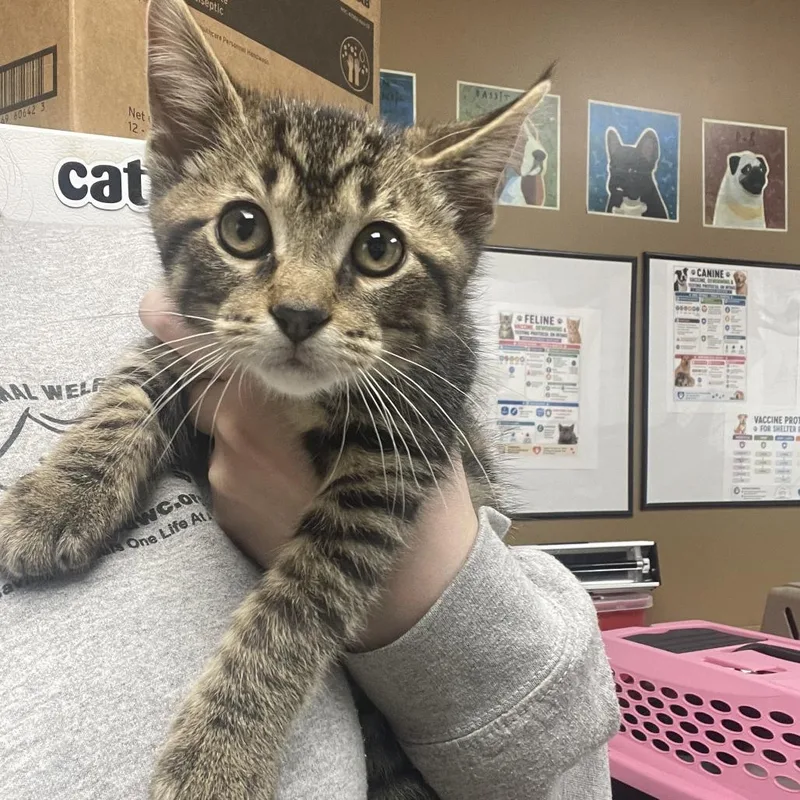 A baby medium-sized male Brown / Chocolate Domestic Short Hair cat named Triscuit for adoption in Milan, IL