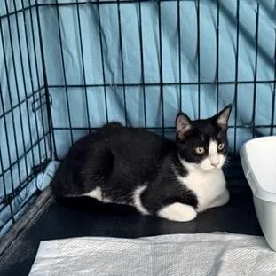 A young medium-sized male Black American Curl cat named Raider for adoption in Freeport, FL