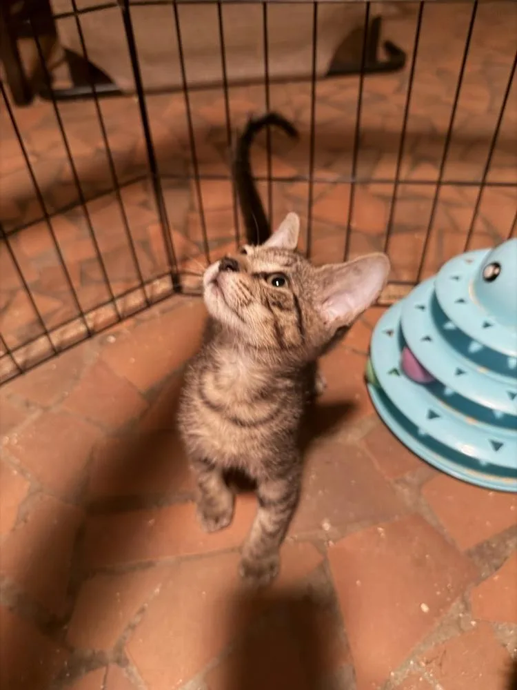 A baby medium-sized male Gray / Blue / Silver Domestic Short Hair cat named Salvia for adoption in Greensboro, NC