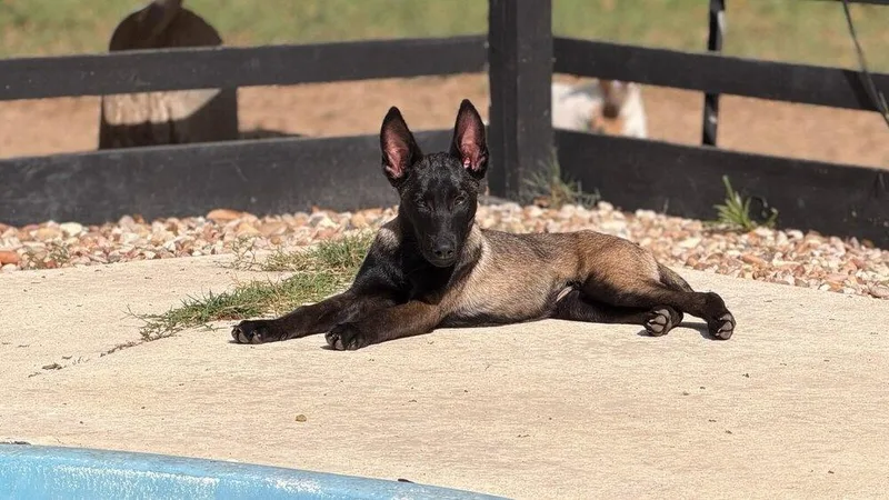 A baby small-sized male Tricolor (Brown, Black, & White) Belgian Shepherd / Malinois dog named Code Litter   for adoption in Imlay City, MI