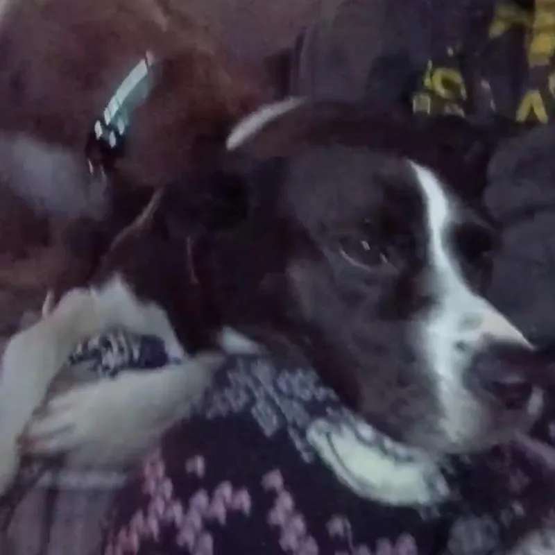 Foxie Roxie thumbnail 2