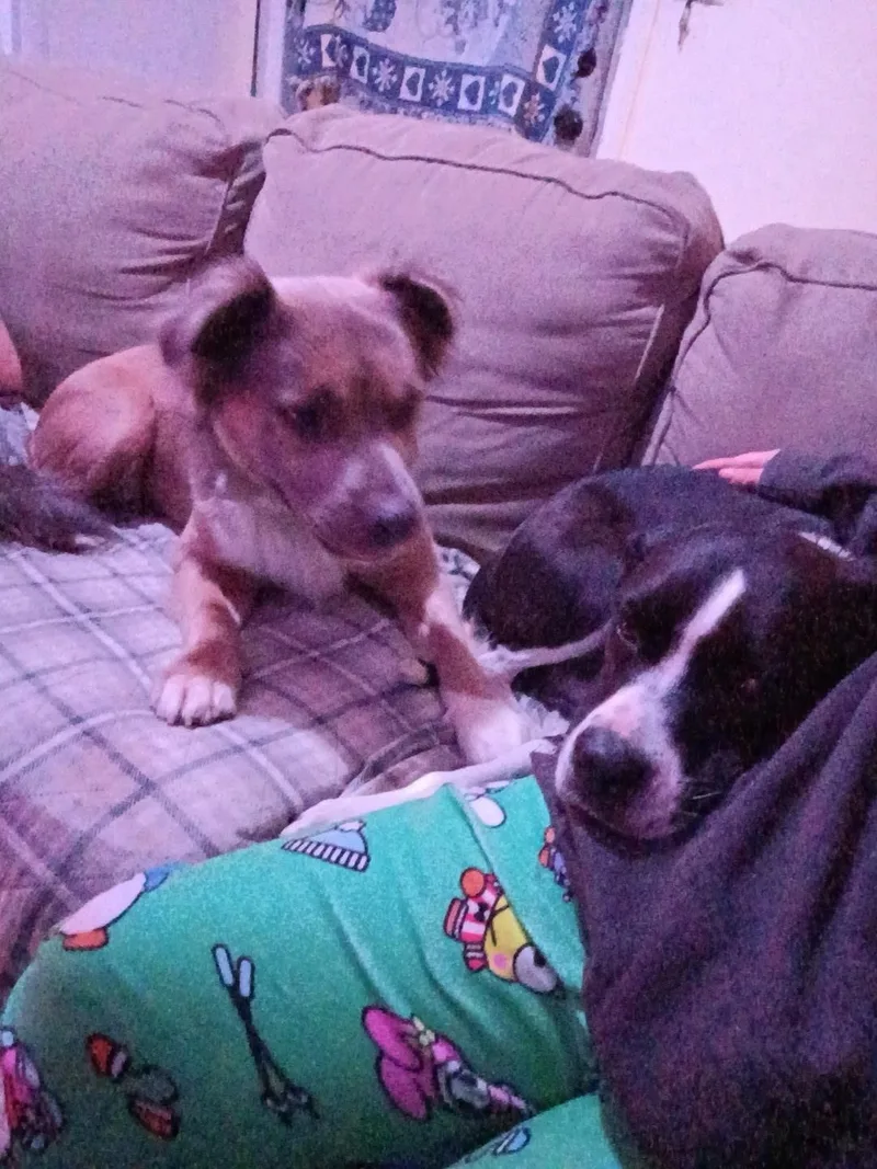 Foxie Roxie thumbnail 3