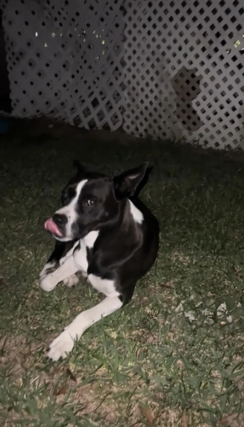 Foxie Roxie thumbnail 4