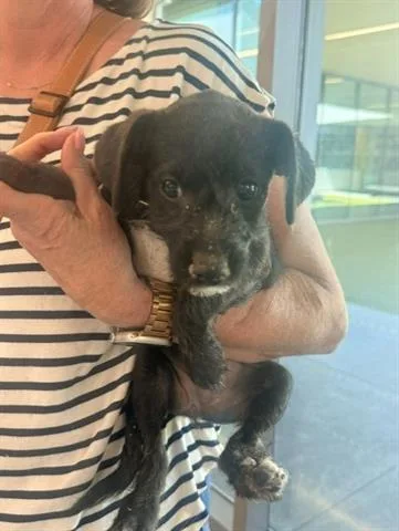 A baby small-sized female Terrier dog named Nerissa for adoption in San Martin, CA