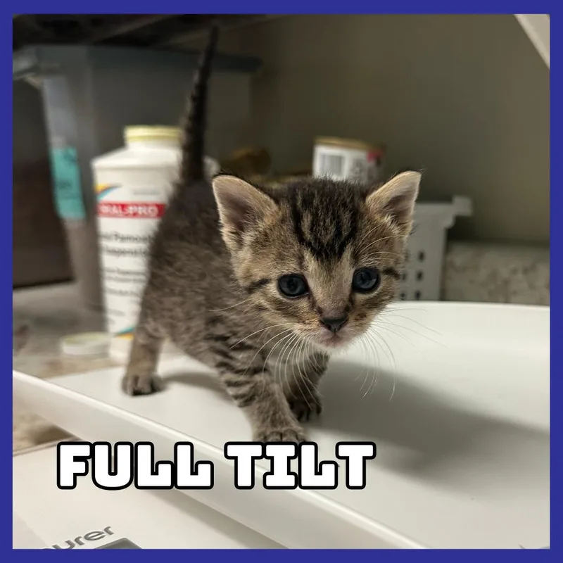 Full Tilt