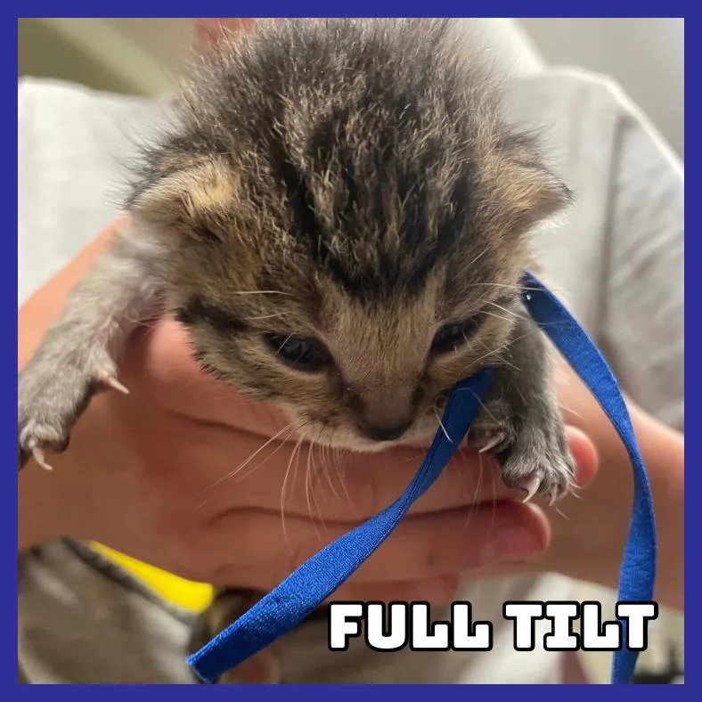 Full Tilt thumbnail 2