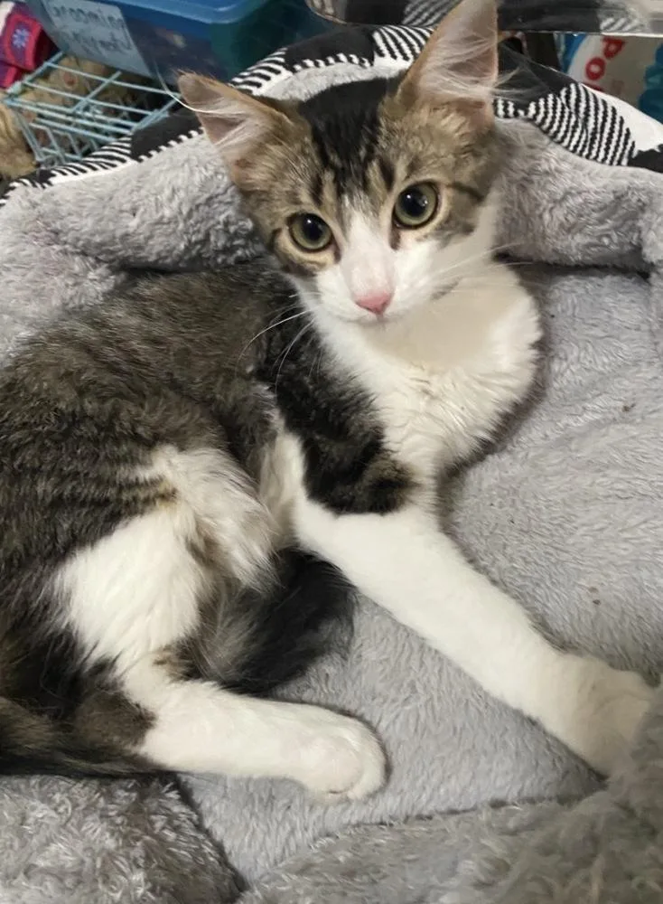 A baby small-sized male Domestic Medium Hair cat named Dorito Loco Taco for adoption in Clarksville, TN