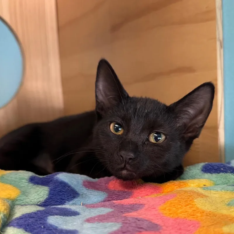 A baby small-sized female Black Domestic Short Hair cat named Peacock for adoption in Decatur, GA