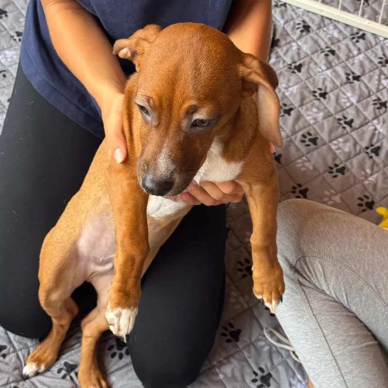 A baby small-sized male Dachshund dog named James for adoption in San Diego, CA