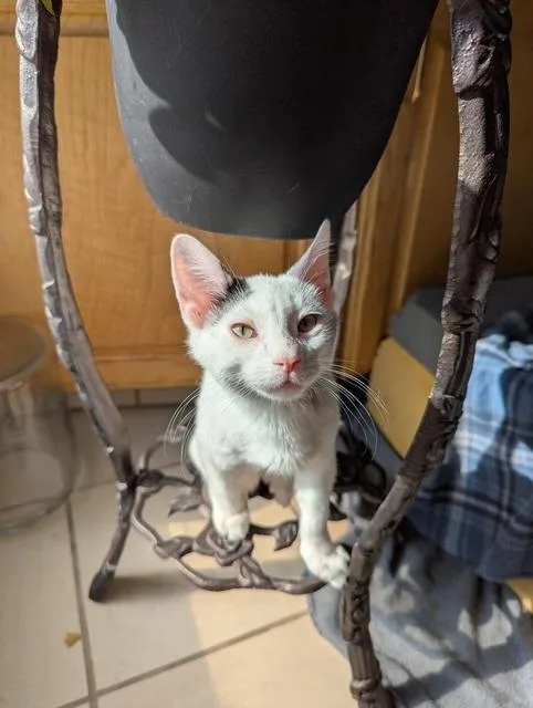 A baby small-sized male Domestic Short Hair cat named Pip for adoption in Ogden, UT