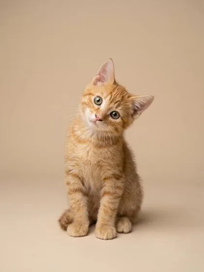 A baby small-sized male Domestic Short Hair cat named Caramel for adoption in Cumming, GA