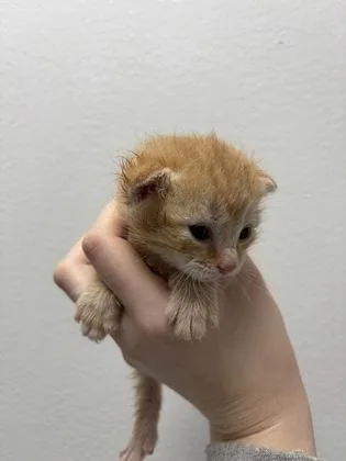 Caramel thumbnail 3