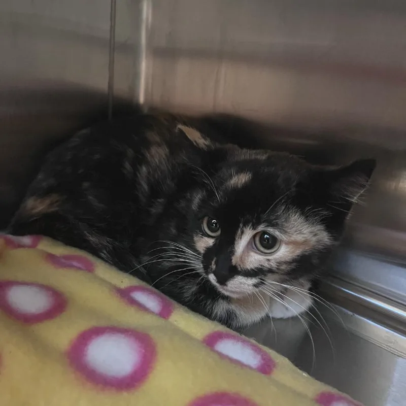 A baby small-sized female Tortoiseshell Domestic Short Hair cat named Tutti Frutti for adoption in Port Townsend, WA