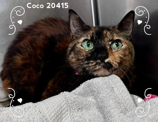 A senior medium-sized female Tortoiseshell Domestic Short Hair cat named Coco for adoption in Marietta, GA