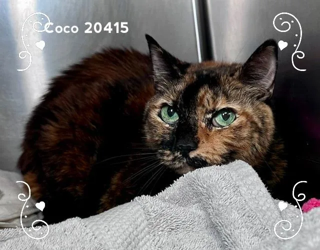 Coco thumbnail 2
