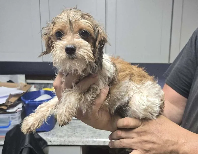 A baby small-sized female Tricolor (Brown, Black, & White) Terrier dog named Janet for adoption in Waverly, OH