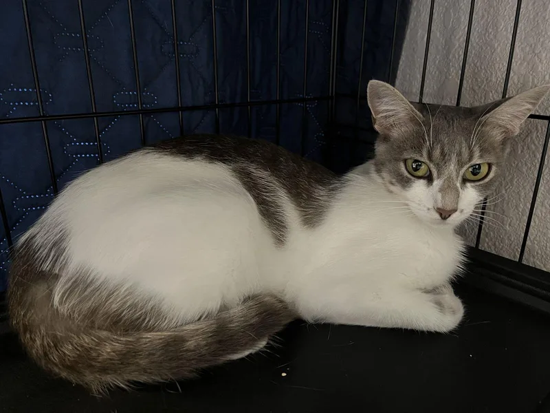 Princess thumbnail 2