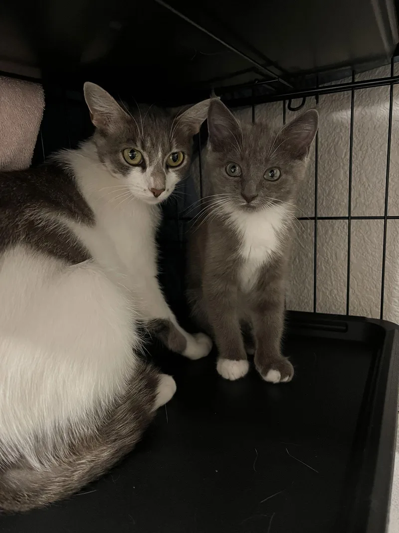 Princess thumbnail 3