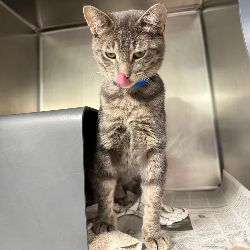 A baby medium-sized male Gray / Blue / Silver Domestic Short Hair cat named Meatball for adoption in Chicago, IL