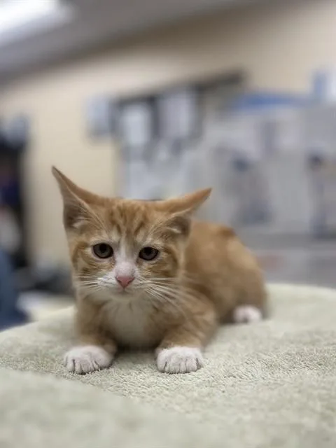 A baby small-sized male Domestic Short Hair cat named Cheeto for adoption in Aliquippa, PA