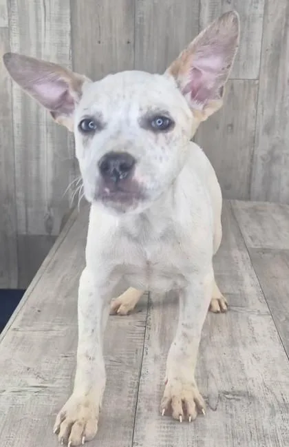 An adult small-sized male Mixed Breed dog named Dopey for adoption in Shreveport, LA