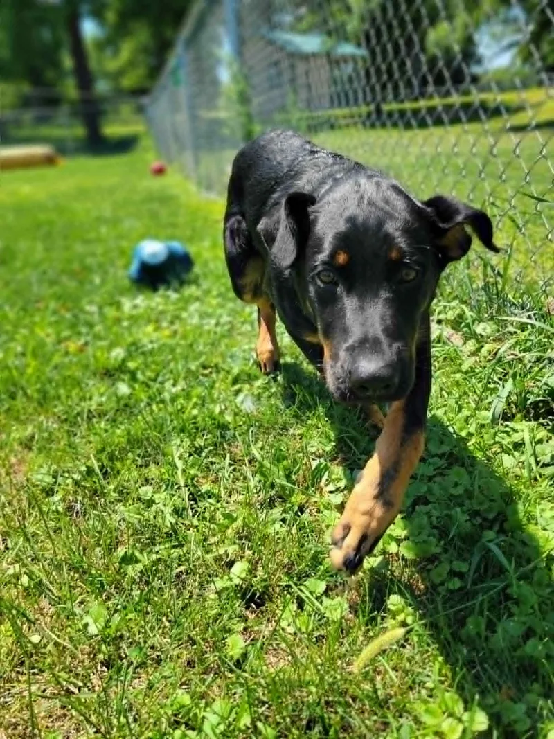 A young large-sized male Black Rottweiler dog named Luigi for adoption in Chambersburg, PA