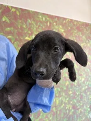 A young small-sized female Shepherd dog named Nebula for adoption in San Antonio, TX