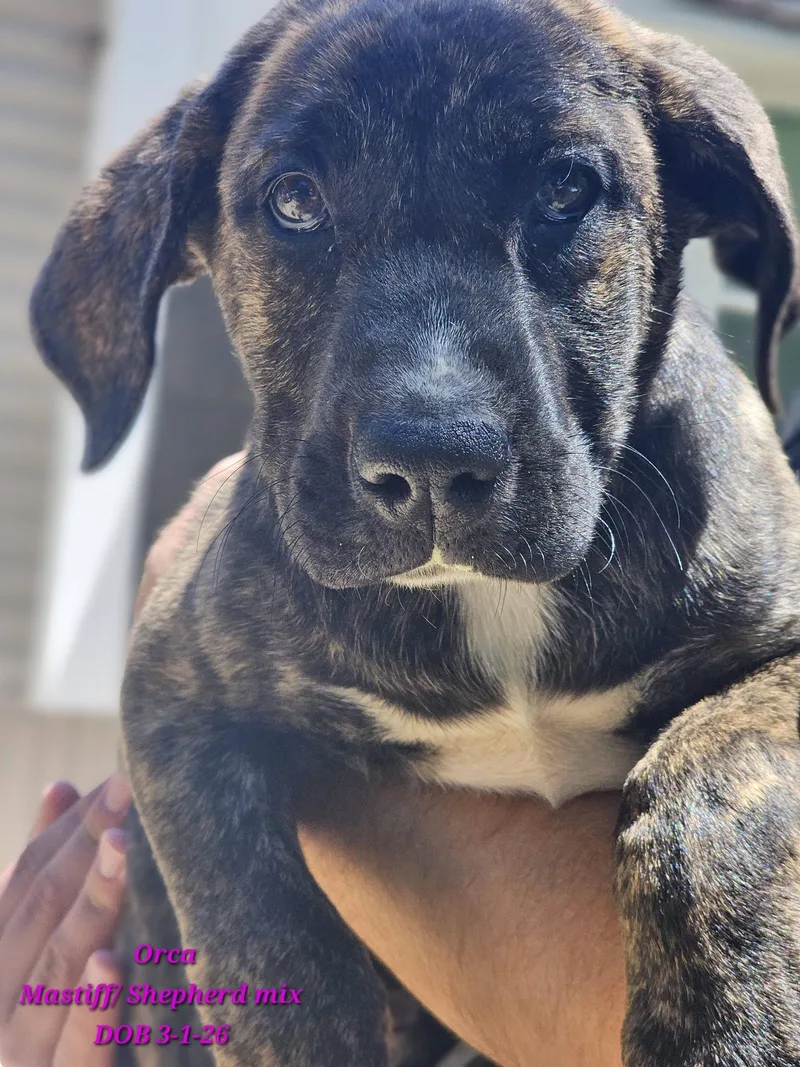 A baby medium-sized female Brindle Mastiff dog named Orca for adoption in Fort Payne, AL