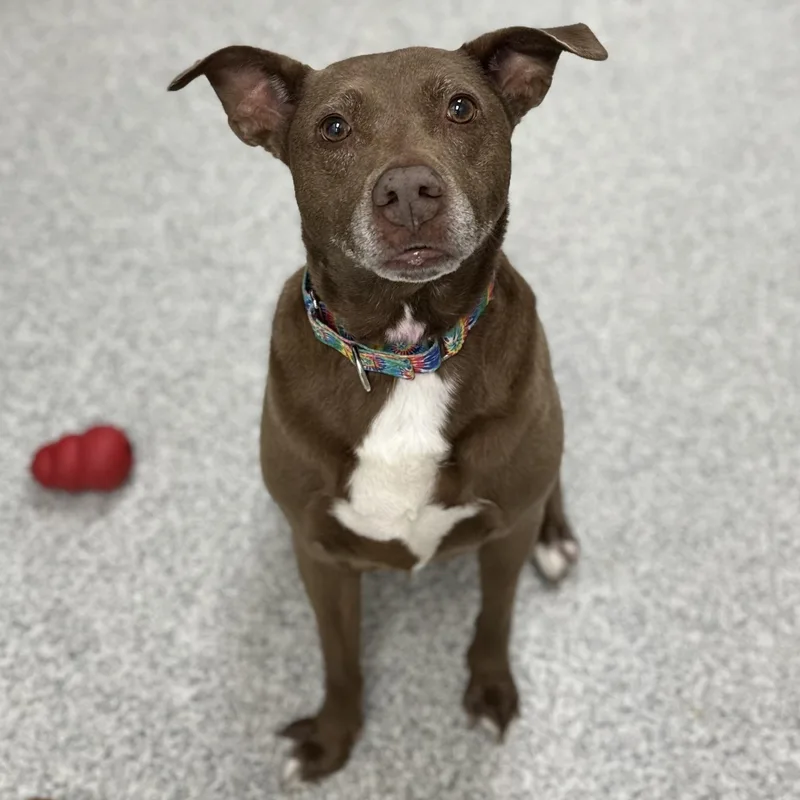 An adult medium-sized female Brown / Chocolate Mixed Breed dog named Franny for adoption in Youngstown, OH