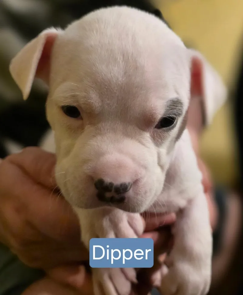 Dipper Stardust  Local